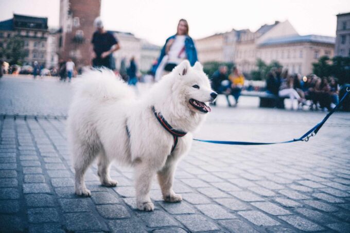 pies w Krakowie