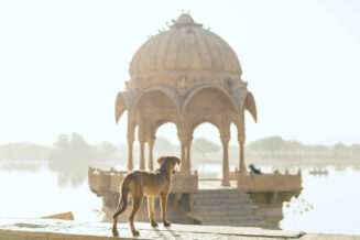 pies w Indiach