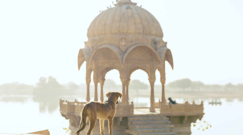 pies w Indiach