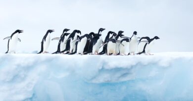grupa pingwinów